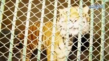 Lahore Safari Zoo Park - Lion Ki Breeding Karane Wala Pakistani Jo 35 Lions Ke Sath Rehta Hai