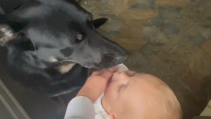 'He doesn't realize they're different' - Toddler tries licking his dog out of love