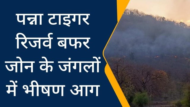 पन्ना : आग ही आग के लपेटे में टाइगर रिजर्व , धू धू जलती दिखी वन संपदा