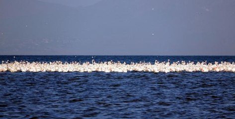 FLAMİNGOLARIN İLK KAFİLESİ VAN GÖLÜ'NE GELDİ