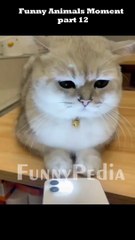 Tingkah laku hewan lucu part 7