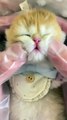 Cat Funny Moments | Funny Cats | Cute Pets | Funny Animals #animals #pets #cats #cat #catvideos #4u