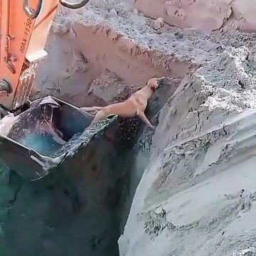 ce chien a pu compter sur un conducteur de pelle mécanique pour venir à son secours
