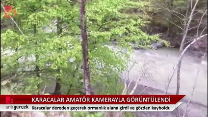 Karacalar amatör kameraya yansıdı