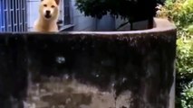 Funniest Animals 2023 | Most Funniest Cats And Dogs Videos | Funny Videos