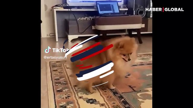 Roman havası oynayan köpek izleyenleri kahkahaya boğdu