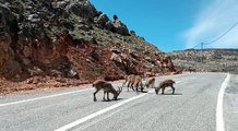 TUNCELİ'DE YABAN KEÇİLERİ KARA YOLUNDA GÖRÜNTÜLENDİ