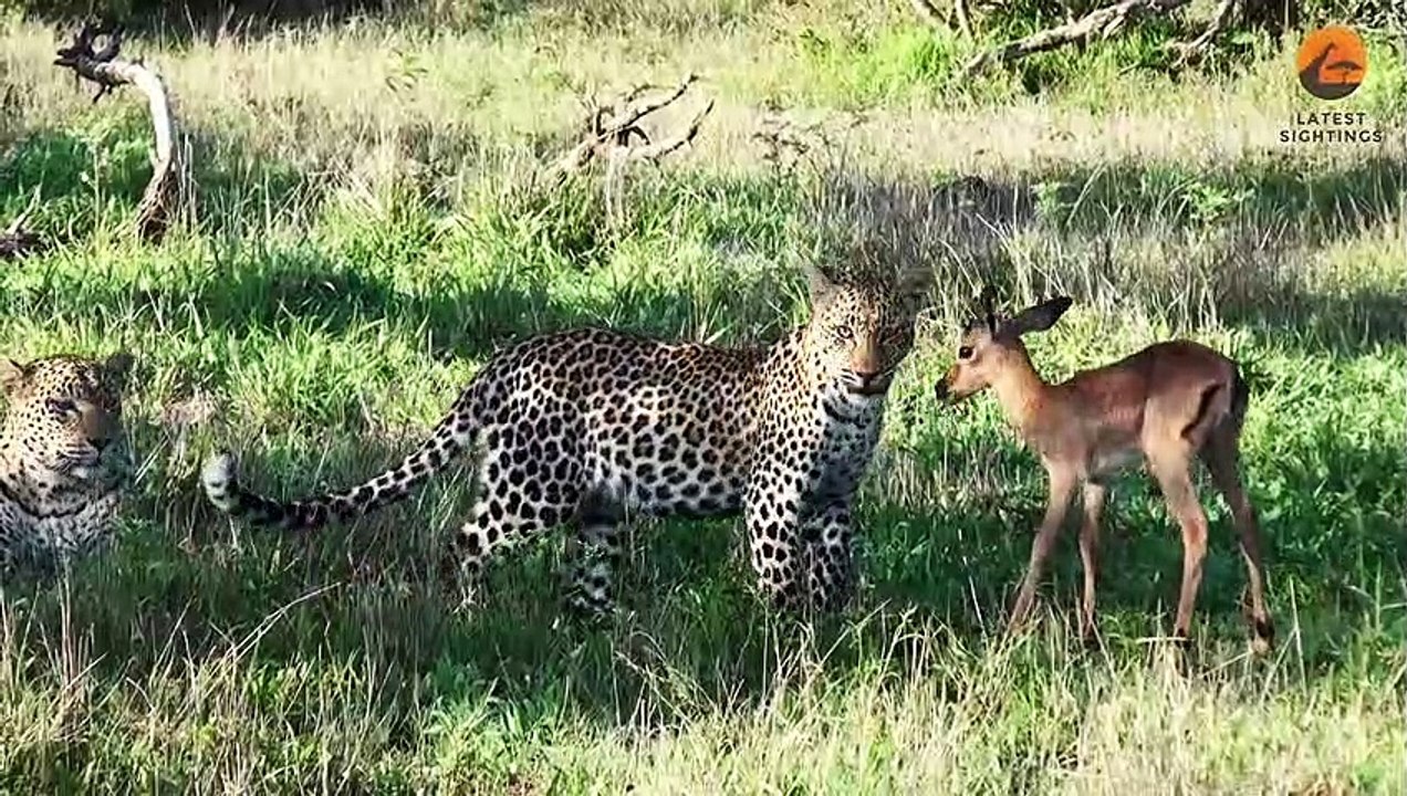 Impala Plays with Leopards