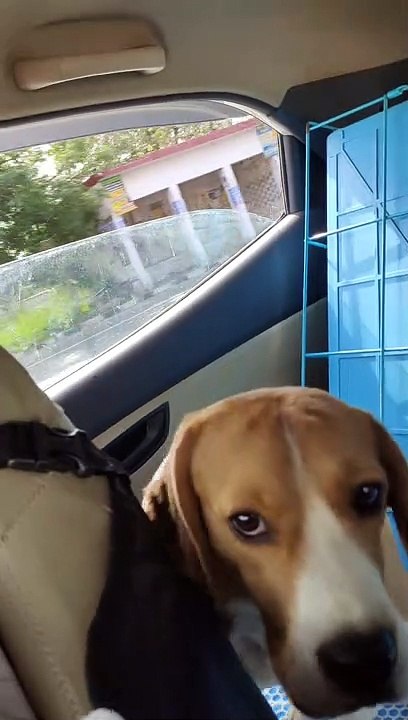 How to travel with your dog Part 4