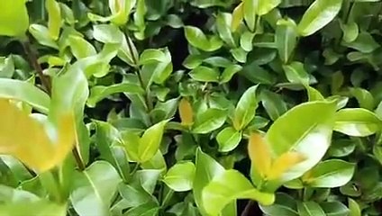 Interesting tradition and culture in Bali