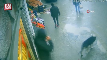 Zonguldak'ta sokak köpeğinin çocuğa saldırma anı