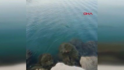 OLTAYLA 27 KİLOLUK LİÇA BALIĞI AVLADI