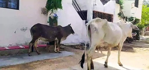 खुले में फिर रहे मवेसियों को भीषण गर्मी के दौरान नहीं मिल रहा पानी व चारा