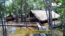 Poblaciones amazónicas resisten al #Chagas desde hace milenios