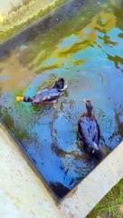 Duck  enjoy krte Howe