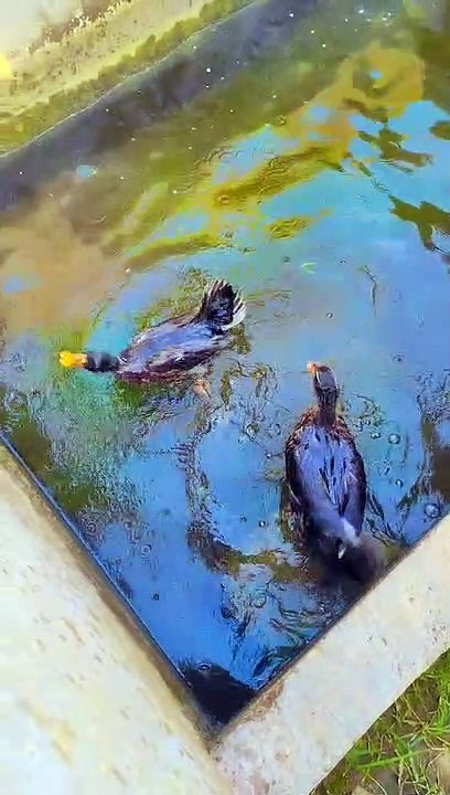 Duck  enjoy krte Howe