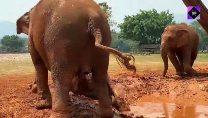 A couple of elephants playing in the mud.mp4