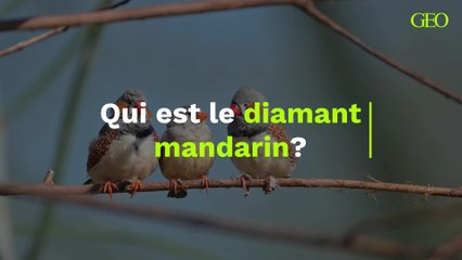Qui est le diamant mandarin ?