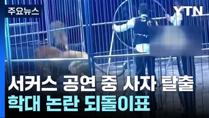 中 서커스 사자 탈출에 혼비백산...학대 논란 되돌이표 / YTN