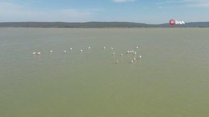 Çanakkale'de Tarihi Alan'daki Suvla Gölü'nün misafiri flamingolar geldi