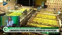 Los trabajadores del limón realizarán mañana un paro para reclamar un jornal de 6.500 pesos