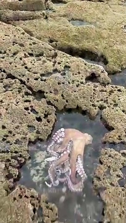 Giant octopus
