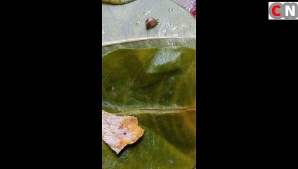 Little Snail Wandering with Beautiful Birds Sounds