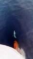 Un dauphin surfe la vague d'un énorme bateau