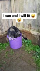 Even If It Barely Fits, I Sit