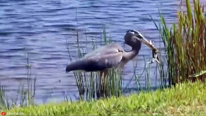 INSANE Moments Predators Became Prey   Pet Spot