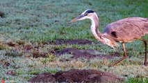 RUTHLESS Moments of the Great Blue Heron Hunting and Impaling its Prey   Pet Spot