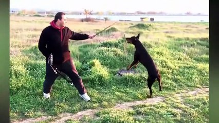 THE POWER OF DOBERMAN - HE WAS CREATED FOR THIS