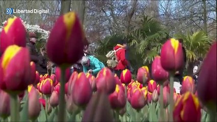 El jardín floral más grande del mundo reabre sus puertas