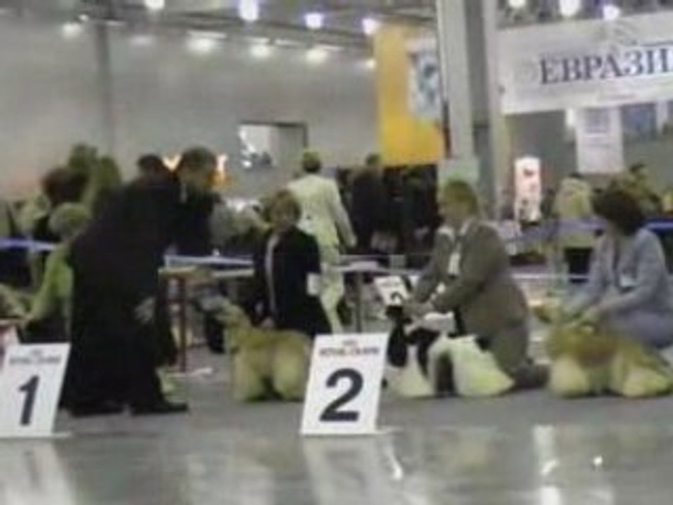 Dog Show EURASIA-2 24.02.2008 Moscow part 13