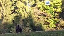 Culling or relocation: Italy debates fate of a bear that killed a jogger