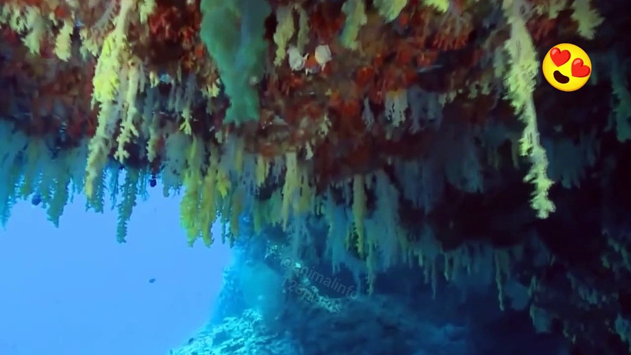 Life under the deep water, amazing creation of Allah Almighty