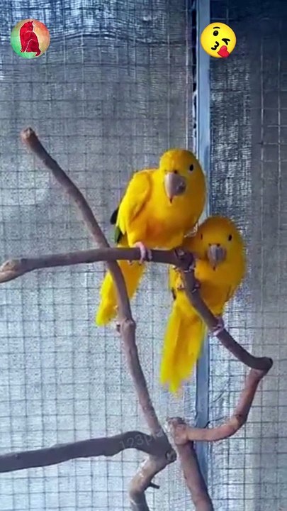 Adorable golden parrots