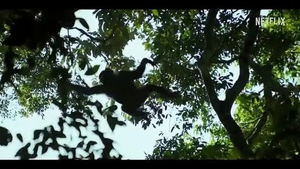 'El imperio de los chimpancés' - Tráiler oficial