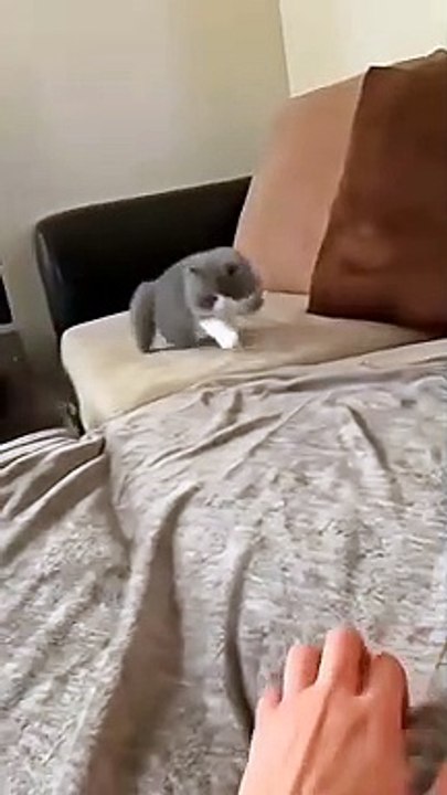 Naughty cat's kittens 