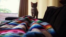 FUNNY VIDEOS Funny Cats Funny Cat Videos Funny Animals Try Not To Laugh (2)