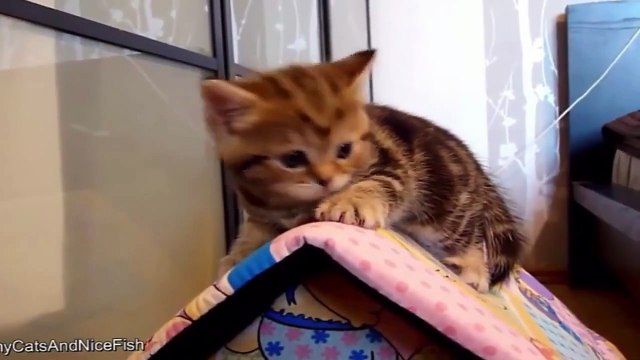 Funny Videos Funny Cats Funny Pranks Funny Animals Videos Funny Vines 2015