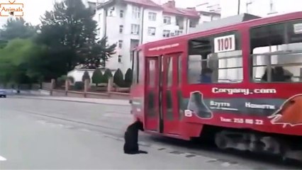 Animal Videos - Laziest Dogs - Cute Animals - Funny Animals Videos 2015