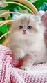 Hi sweetheart ❤️ kittens cute cat's
