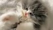 Naughty kittens || cats kitten ||Soo funniest ||