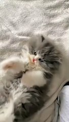 Naughty kittens || cats kitten ||Soo funniest ||