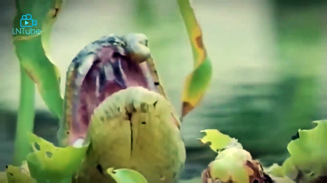 Animal Attacks Compilation, Big Battle Animals Real Fight, Funny Animal Attacks