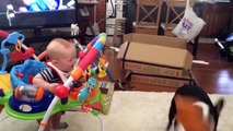 Funny Baby and Dog Playing Together - Fun and Fails Baby Video