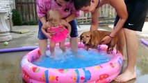 Baby and Dog are Best Friends Funny Fails Baby Video (2)