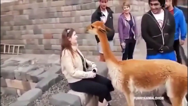 Funny Animal Attacks Amusing Compilation 2015 (2)