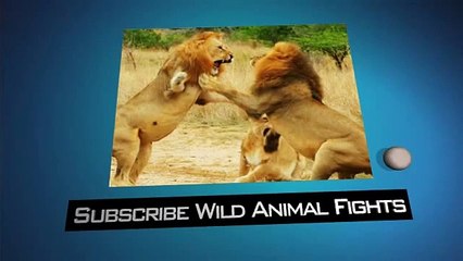 Biggest Wild Animal Fights 3   Amazing Videos